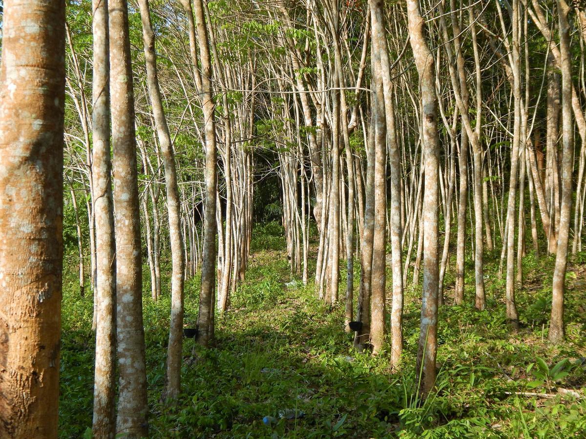 Rubber Tree Resort Ko Lanta Kültér fotó